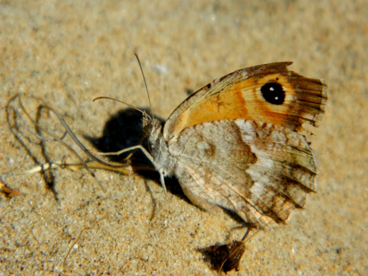 Pyronia (Idata) cecilia?